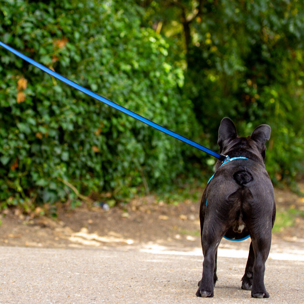 Retractable Dog Lead Extending Leash Tape Cord 3M 5M 8M Max 50Kg Allpetsolution